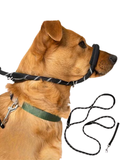 Anti-Pull Dog Leash with Padded Nose Strap