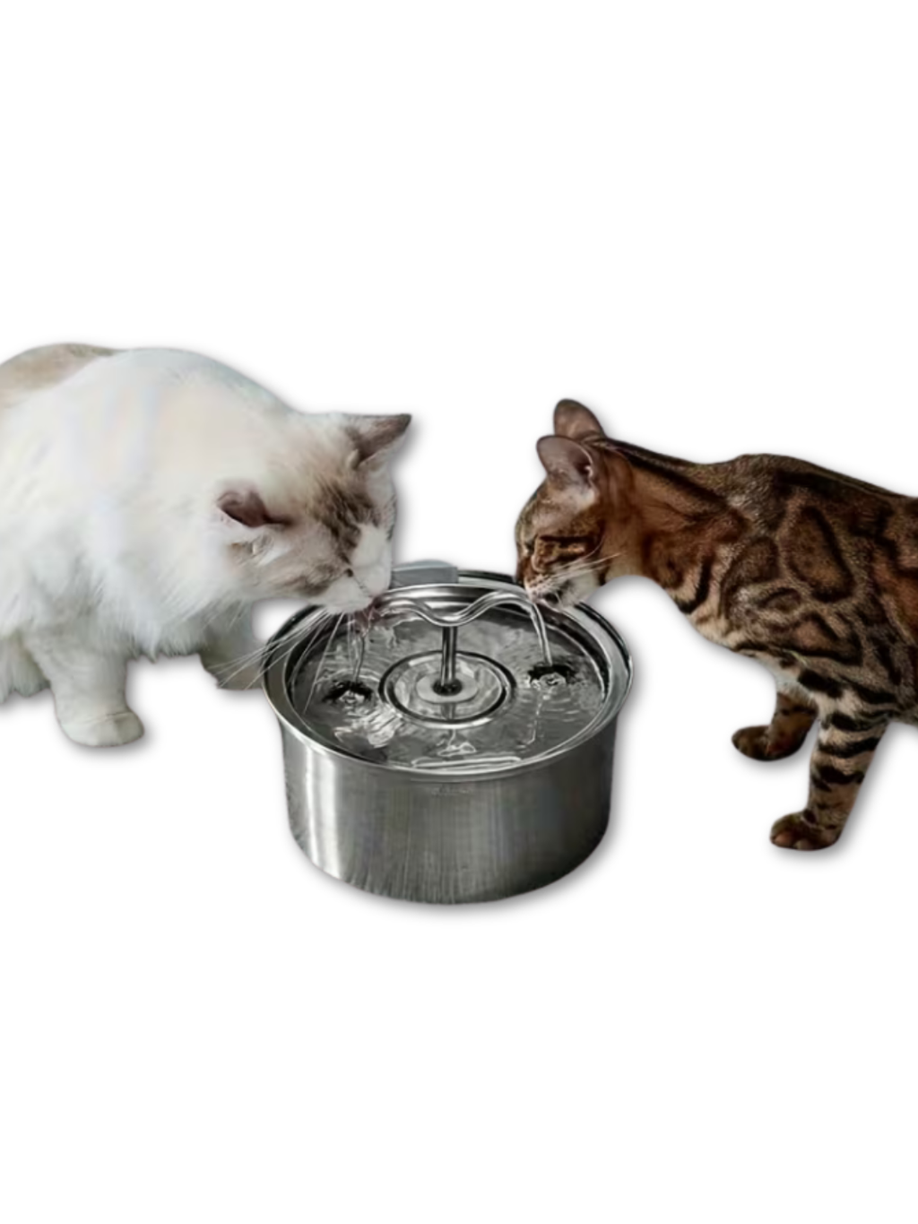 Smart Dog Water Dispenser