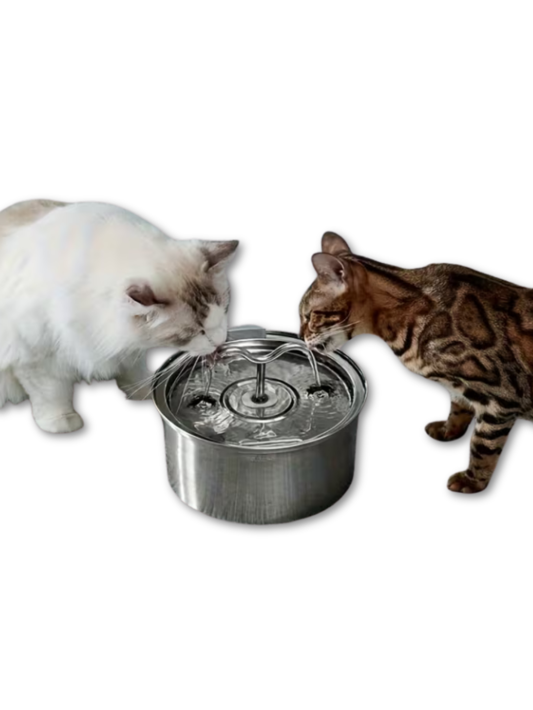 Smart Dog Water Dispenser