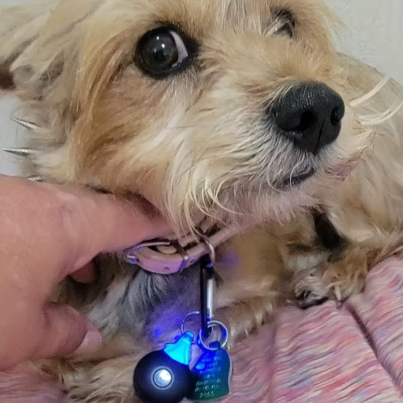 Soundwave Flea & Tick Repeller