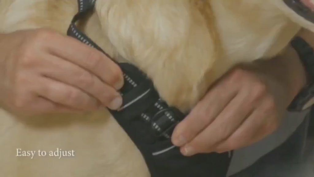 Adjustable Dog Harness with Padded Vest