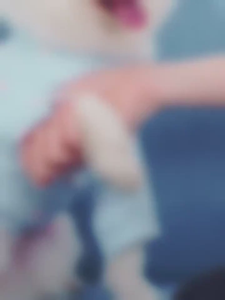 Water-Resistant Dog Shoes