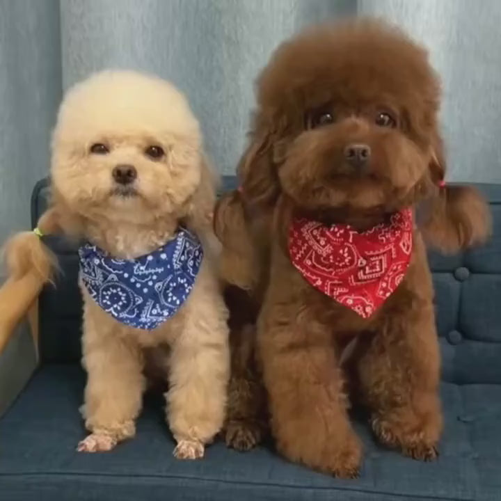 Stylish Dog Kerchief Bandana