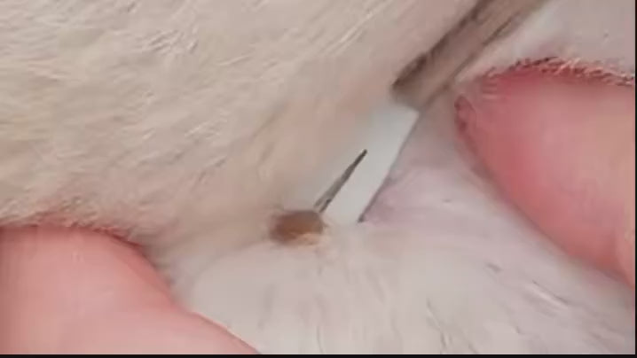 Stainless Steel Tick Removal Tool Set