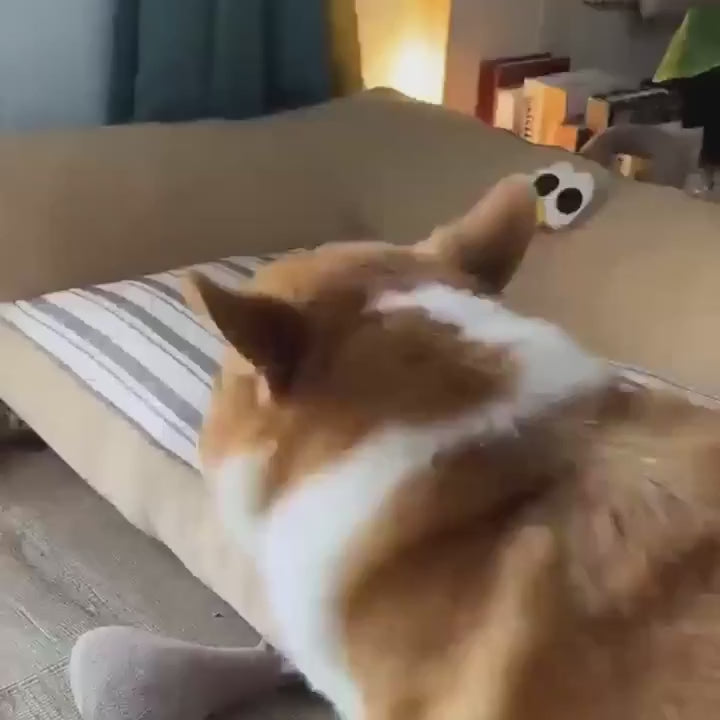 TPR Squeaky Dog Football