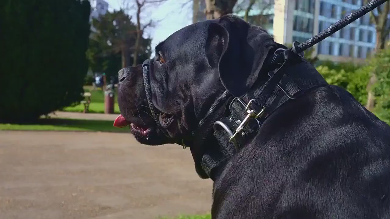 Anti-Pull Dog Leash with Padded Nose Strap