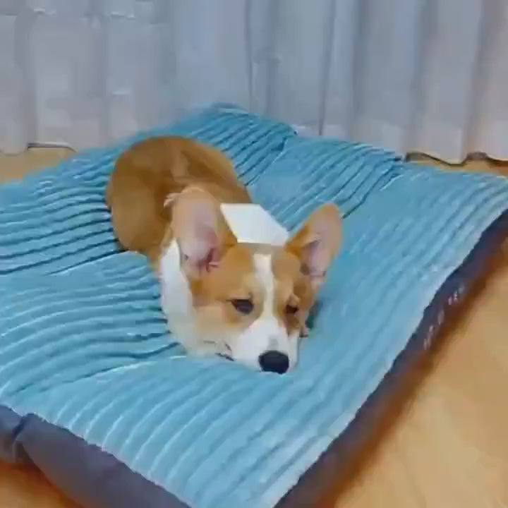 Thickened Washable Dog Bed Mat