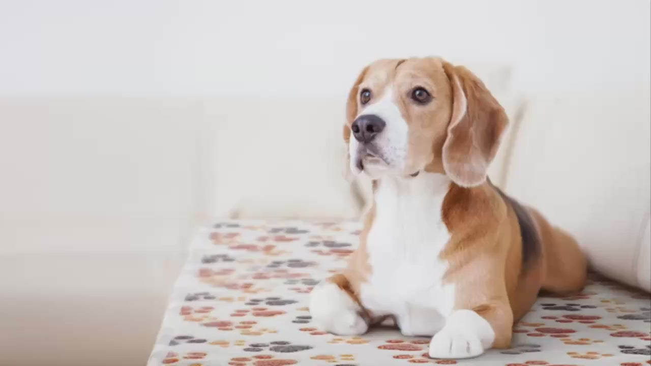 Washable Dog Fleece Blanket Set