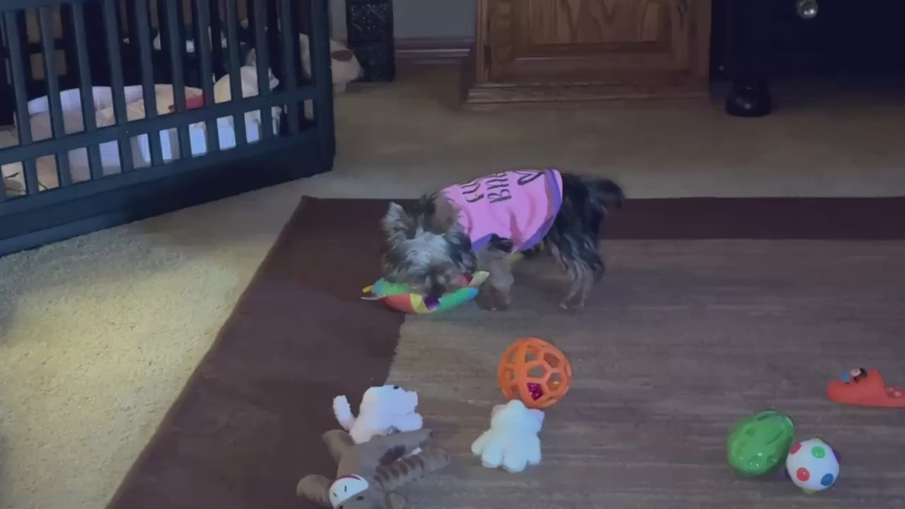 Plush Cartoon Squeaky Dog Toy