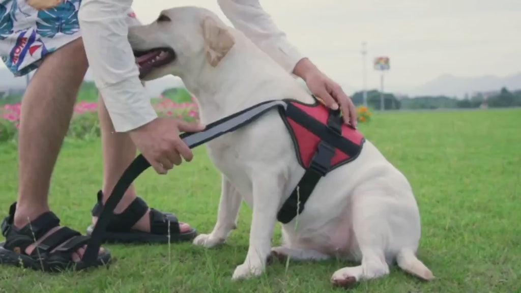 3pcs Anti-Escape Dog Harness Set