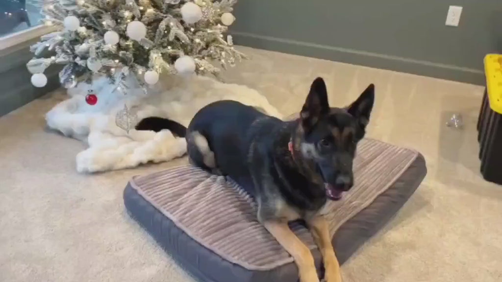 Orthopedic Dog Bed for Large Dogs